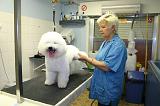 BICHON FRISE - TOILETTAGE 003